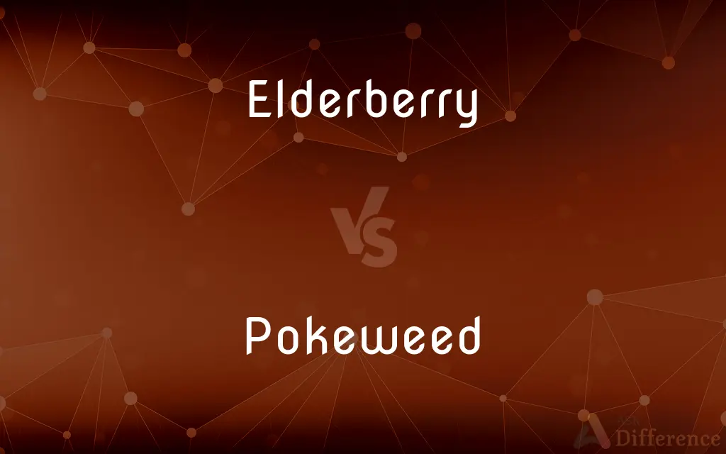 Elderberry vs. Pokeweed — What's the Difference?
