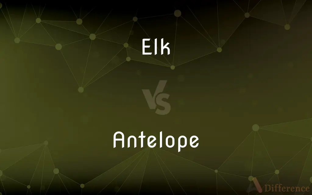 Elk vs. Antelope — What's the Difference?