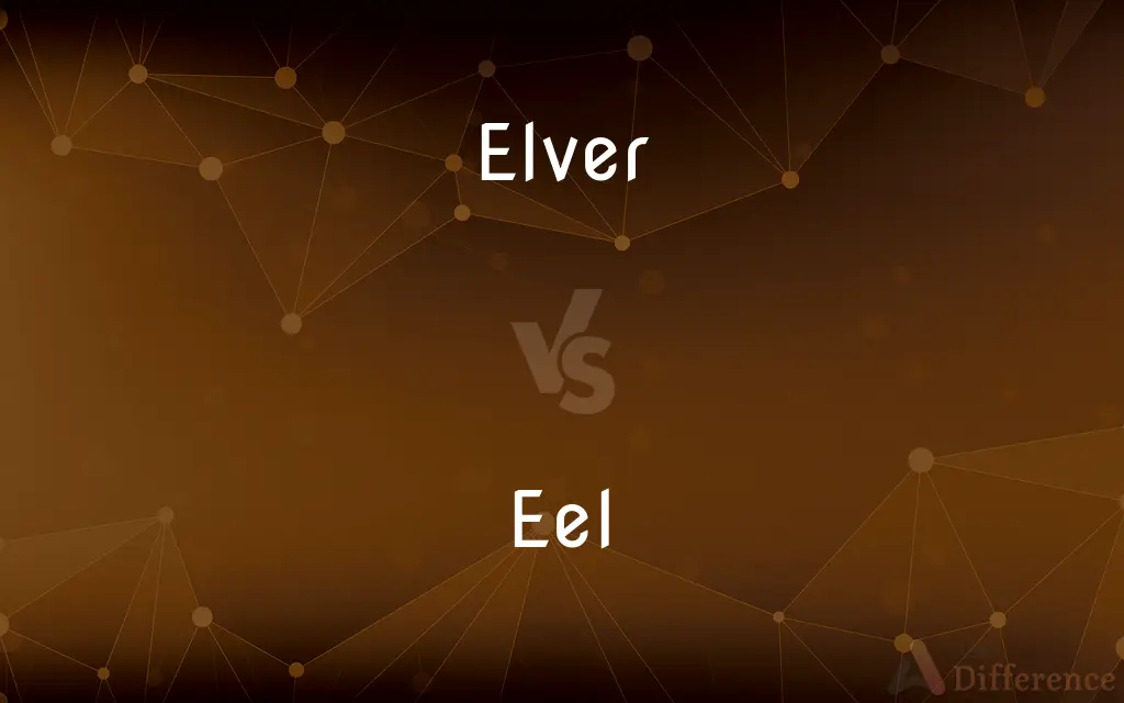 Elver vs. Eel — What's the Difference?