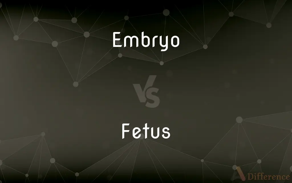 Embryo vs. Fetus — What's the Difference?