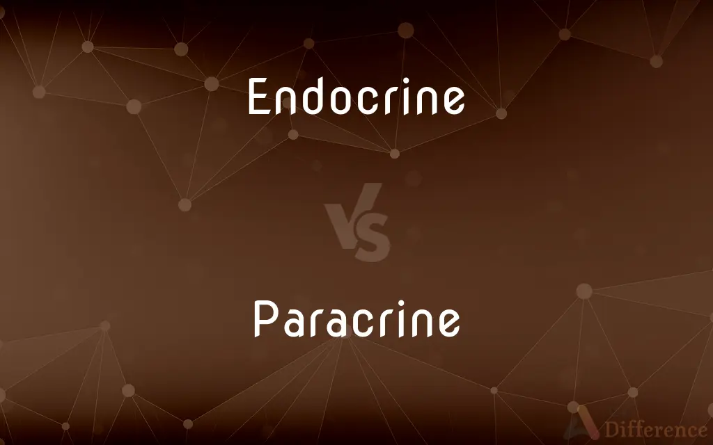 Endocrine vs. Paracrine — What's the Difference?