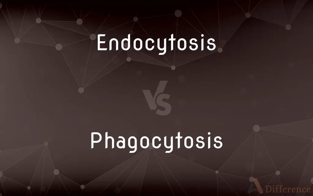 Endocytosis vs. Phagocytosis — What's the Difference?