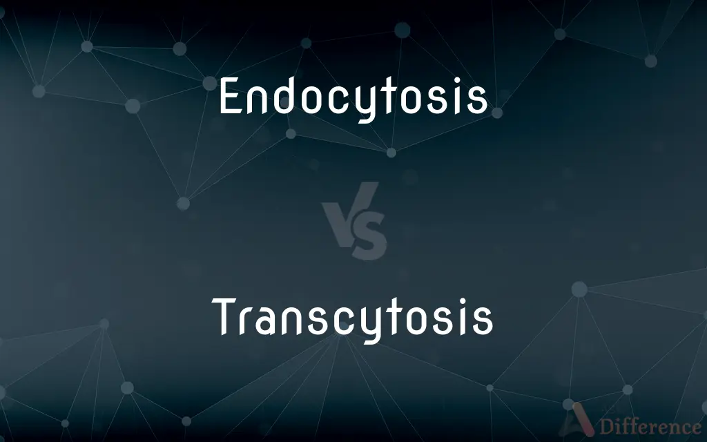 Endocytosis vs. Transcytosis — What's the Difference?
