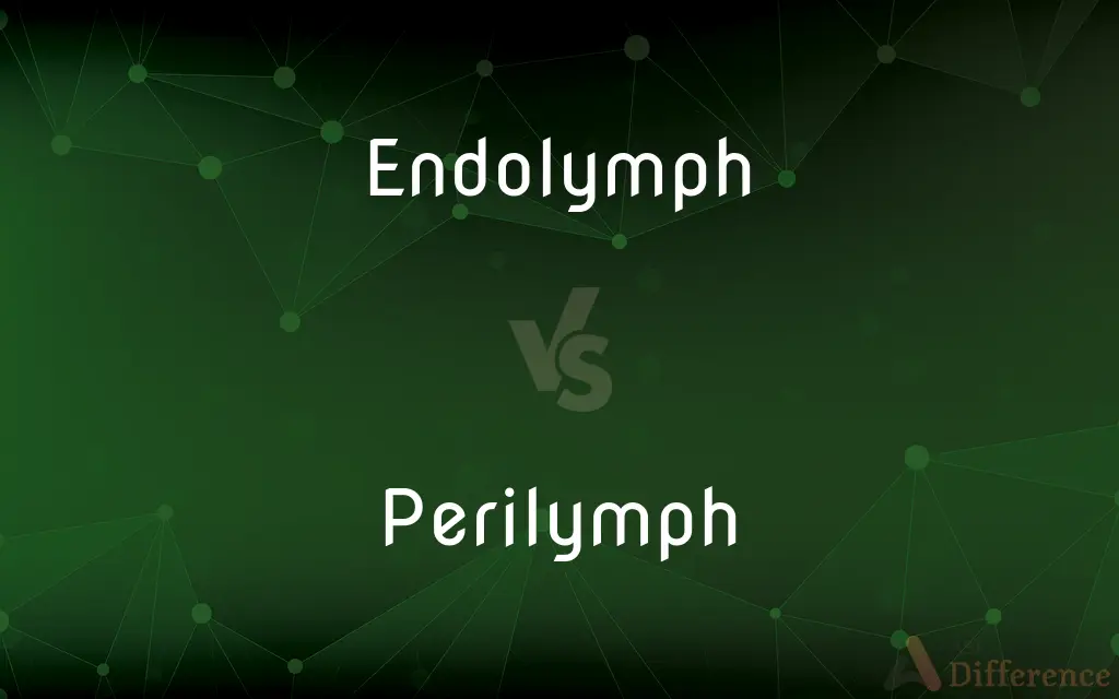 Endolymph vs. Perilymph — What's the Difference?