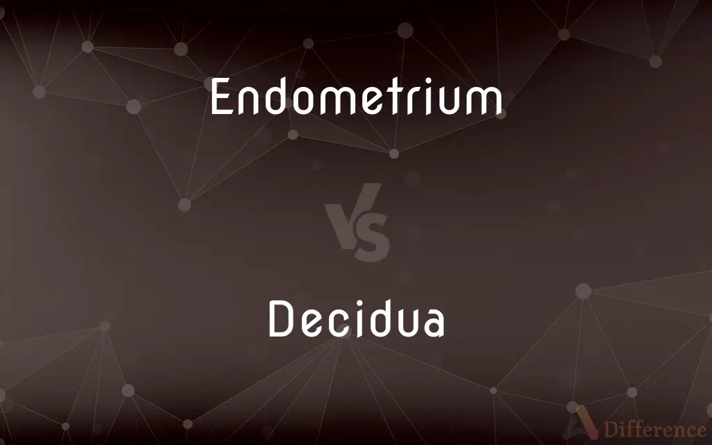 Endometrium vs. Decidua — What's the Difference?