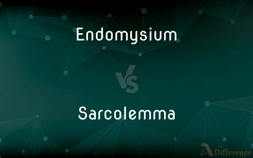 Endomysium vs. Sarcolemma — What's the Difference?