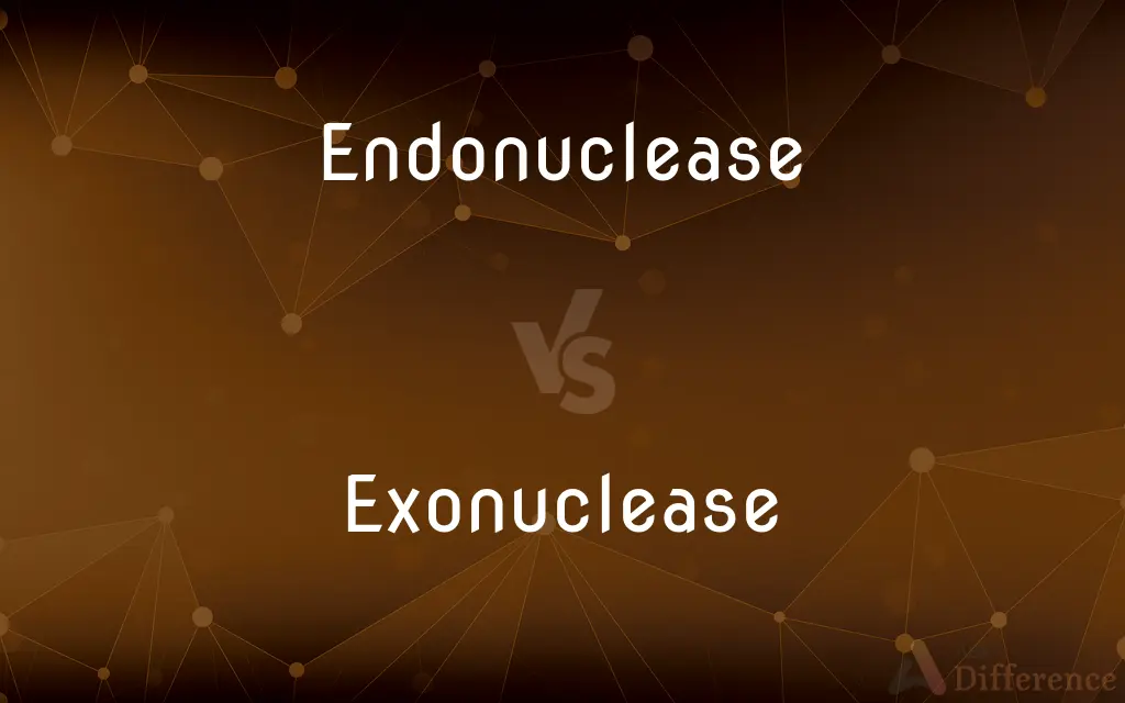 Endonuclease vs. Exonuclease — What's the Difference?