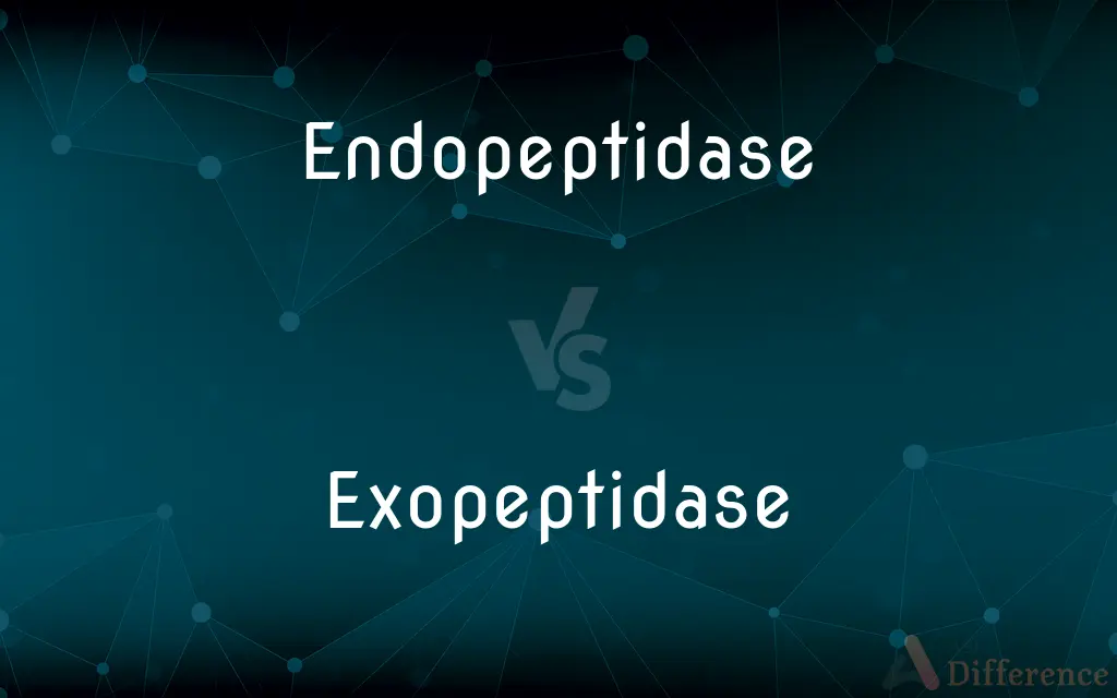 Endopeptidase vs. Exopeptidase — What's the Difference?