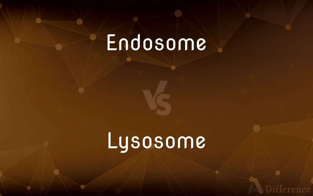 Endosome vs. Lysosome — What's the Difference?