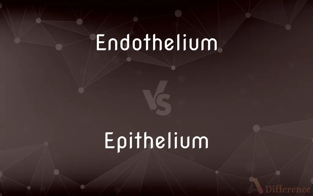 Endothelium vs. Epithelium — What's the Difference?