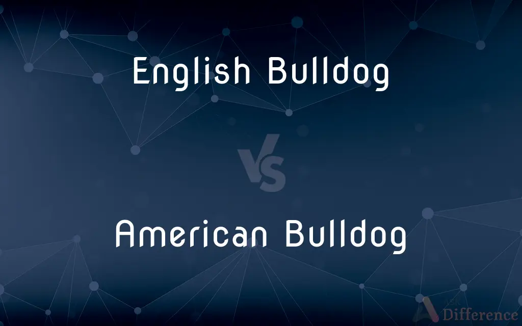 English Bulldog vs. American Bulldog — What's the Difference?