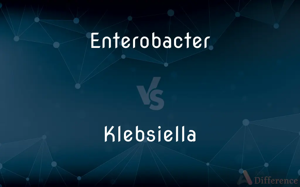 Enterobacter vs. Klebsiella — What's the Difference?