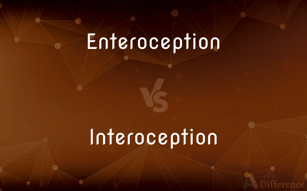 Enteroception vs. Interoception — What's the Difference?