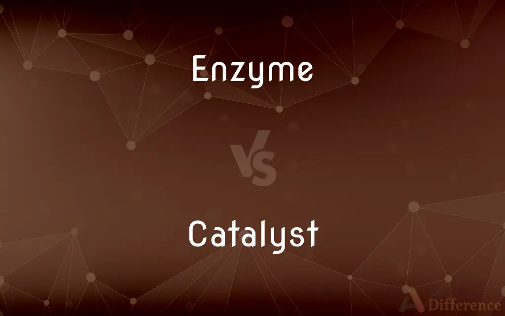 Enzyme vs. Catalyst — What's the Difference?