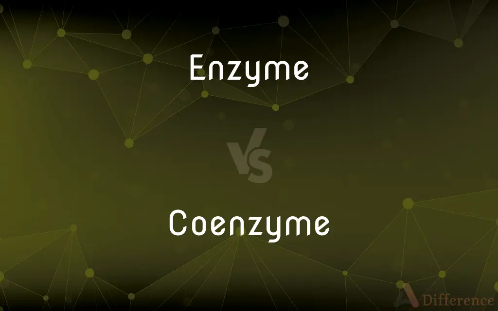 Enzyme vs. Coenzyme — What's the Difference?
