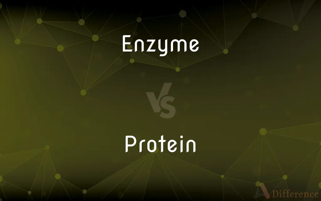 Enzyme vs. Protein — What's the Difference?