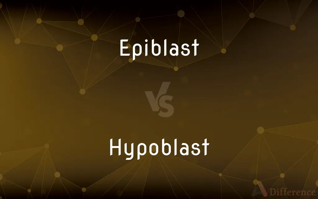 Epiblast vs. Hypoblast — What's the Difference?