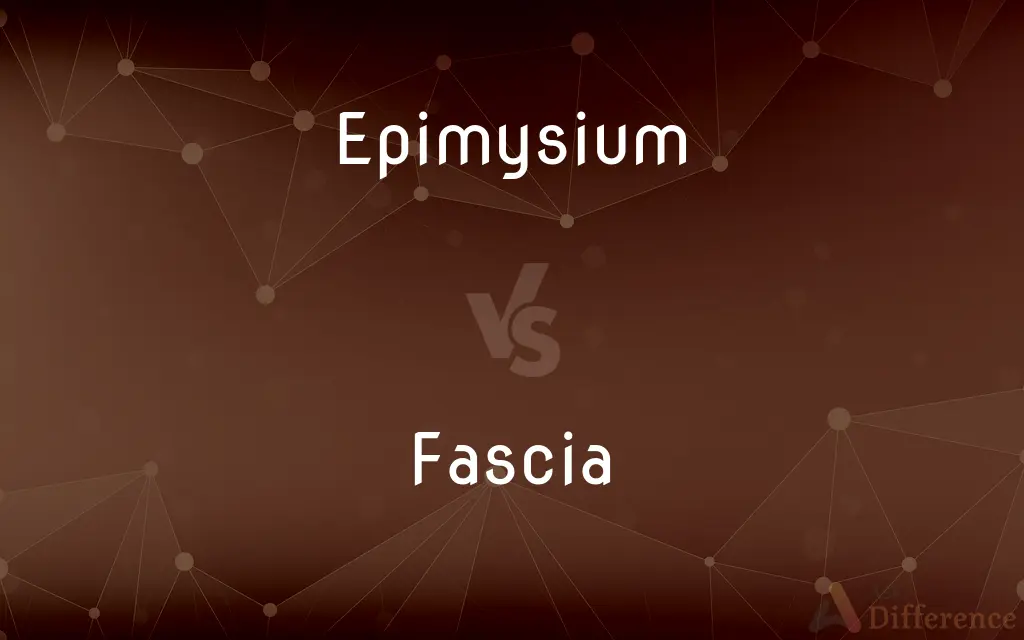 Epimysium vs. Fascia — What's the Difference?