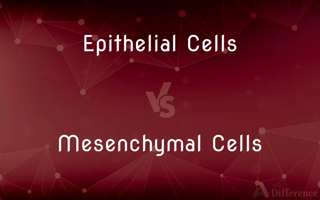 Epithelial Cells vs. Mesenchymal Cells — What's the Difference?