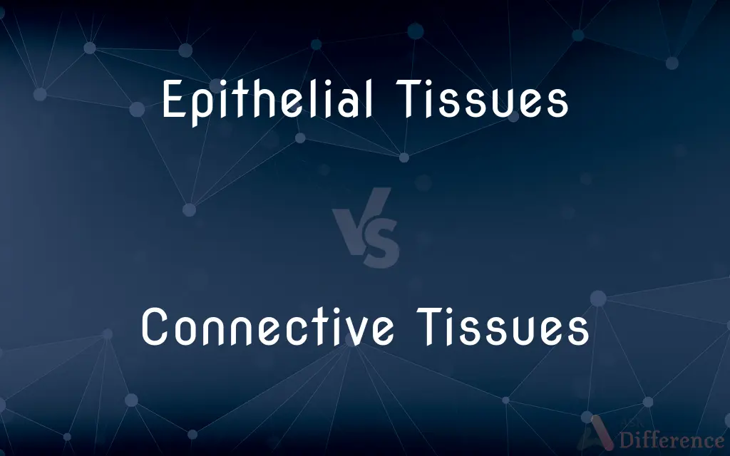 Epithelial Tissues vs. Connective Tissues — What's the Difference?