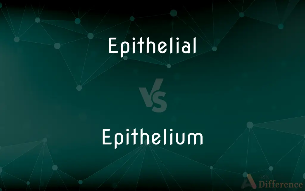 Epithelial vs. Epithelium — What's the Difference?