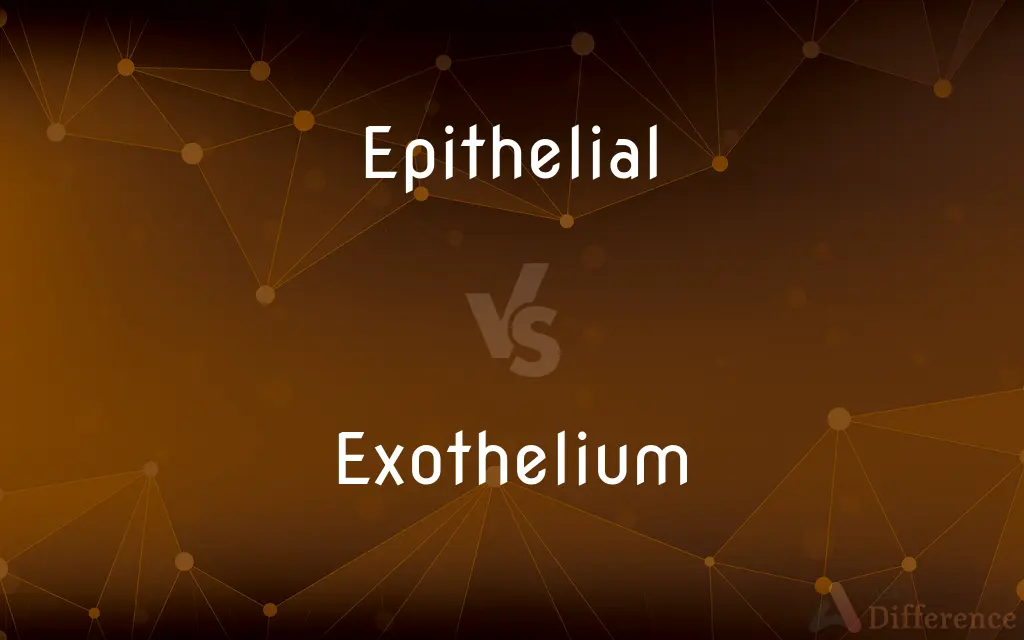 Epithelial vs. Exothelium — What's the Difference?