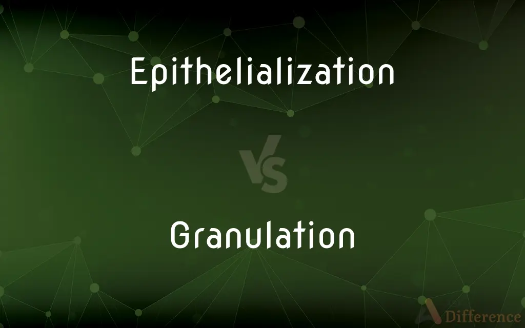 Epithelialization vs. Granulation — What's the Difference?