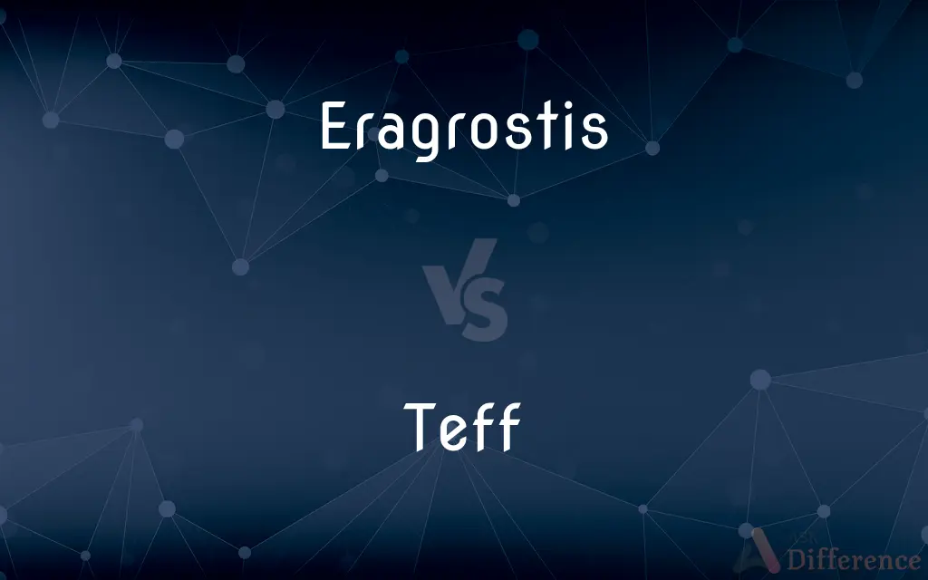 Eragrostis vs. Teff — What's the Difference?