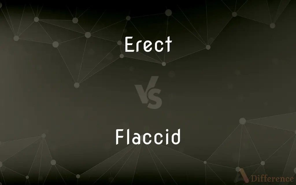 Erect vs. Flaccid — What's the Difference?
