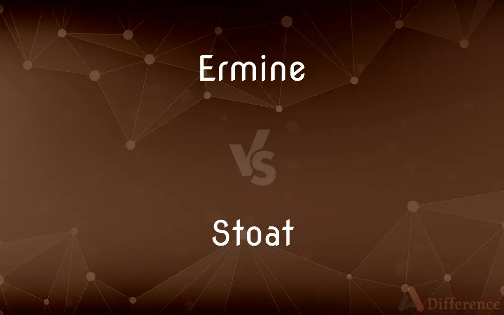 Ermine vs. Stoat — What's the Difference?