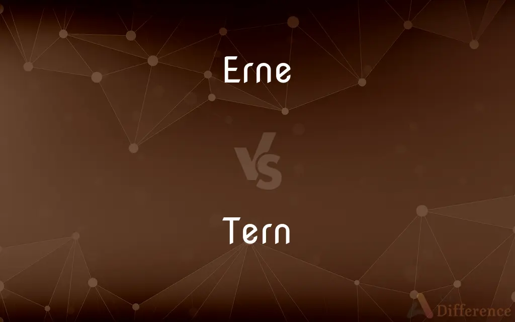 Erne vs. Tern — What's the Difference?
