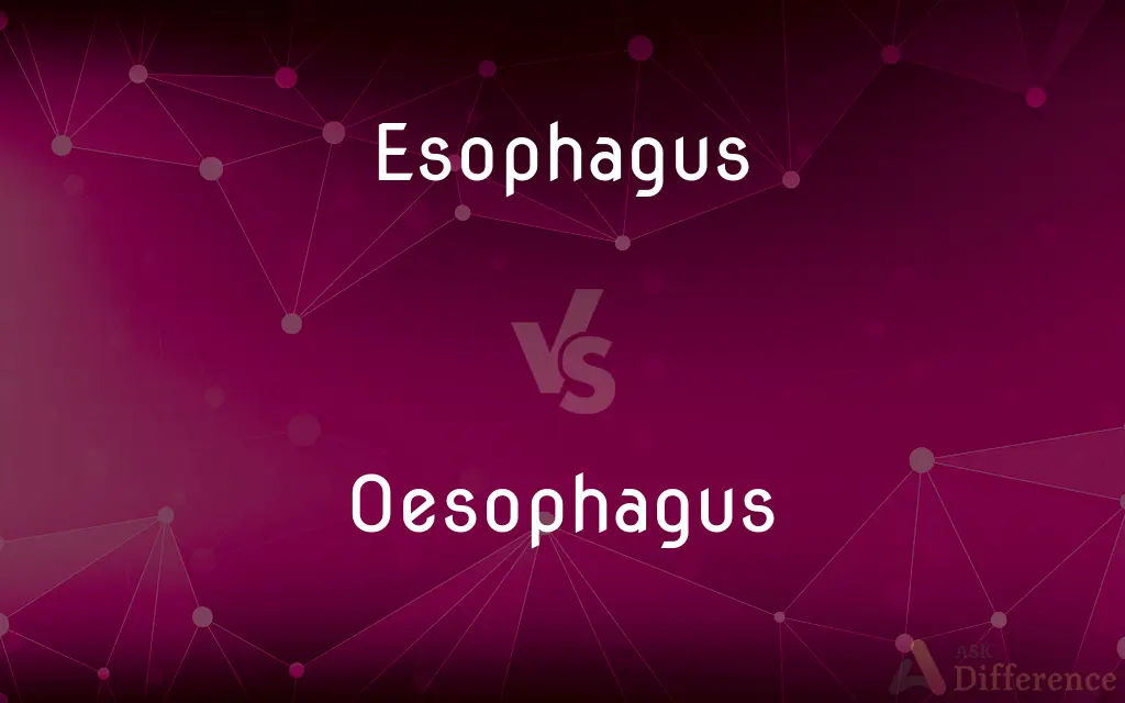 Esophagus vs. Oesophagus — What's the Difference?