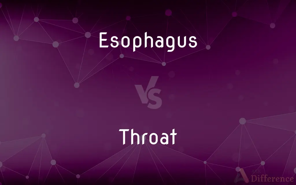 Esophagus vs. Throat — What's the Difference?