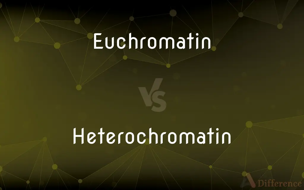 Euchromatin vs. Heterochromatin — What's the Difference?