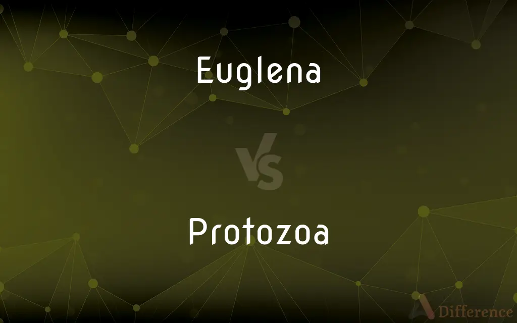 Euglena vs. Protozoa — What's the Difference?