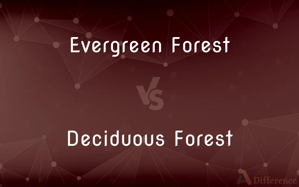 Evergreen Forest vs. Deciduous Forest — What's the Difference?