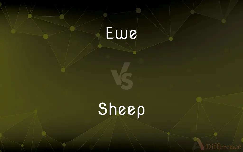 Ewe vs. Sheep — What's the Difference?