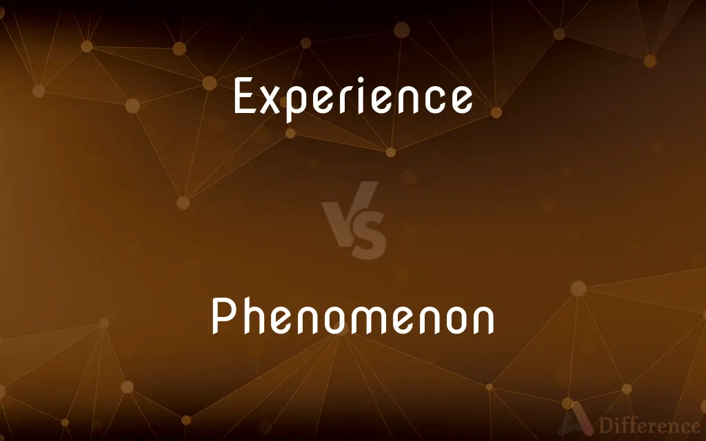 Experience vs. Phenomenon — What's the Difference?