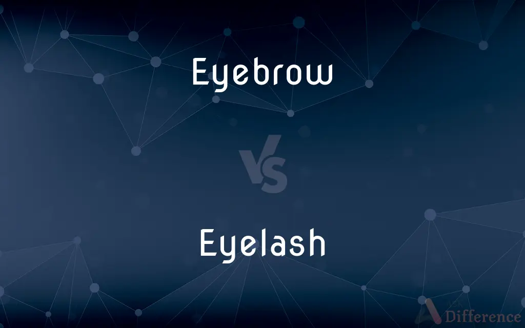 Eyebrow vs. Eyelash — What's the Difference?