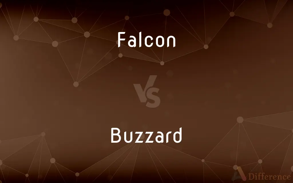 Falcon vs. Buzzard — What's the Difference?