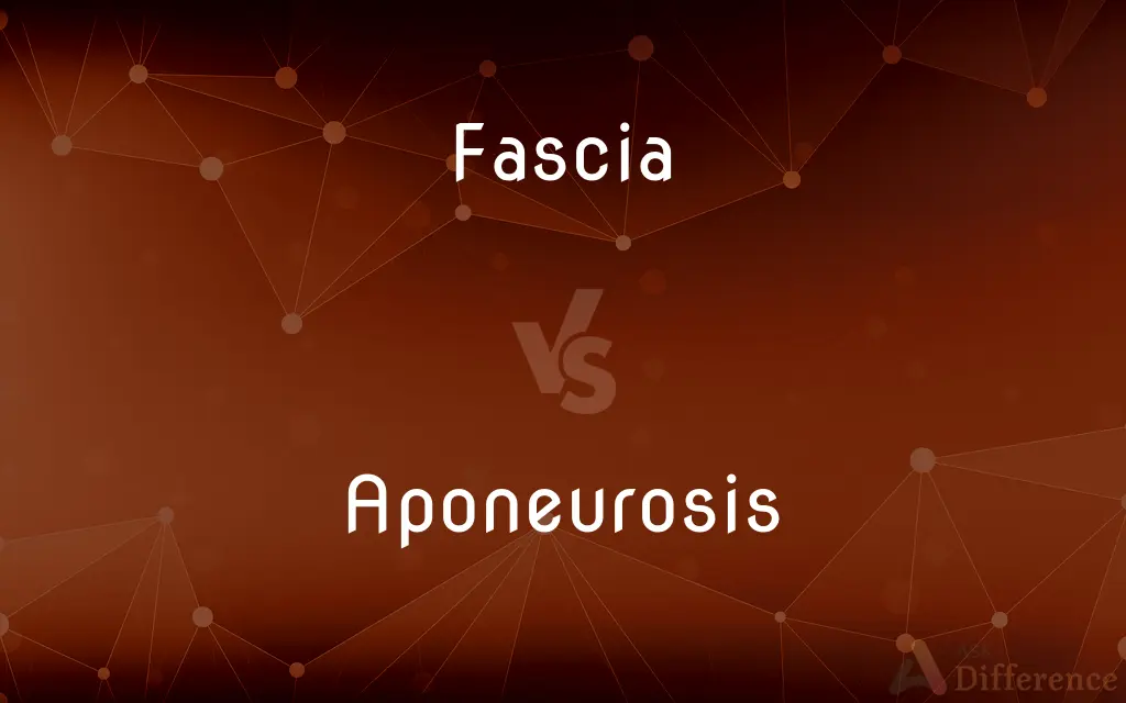 Fascia vs. Aponeurosis — What's the Difference?