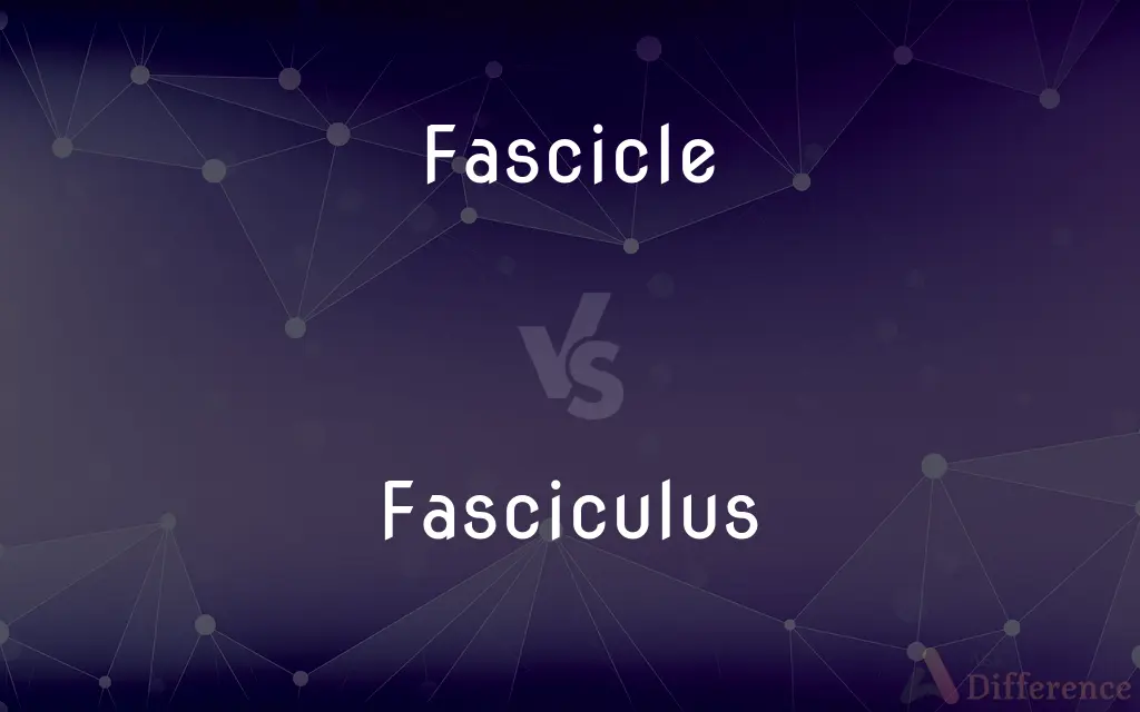 Fascicle vs. Fasciculus — What's the Difference?