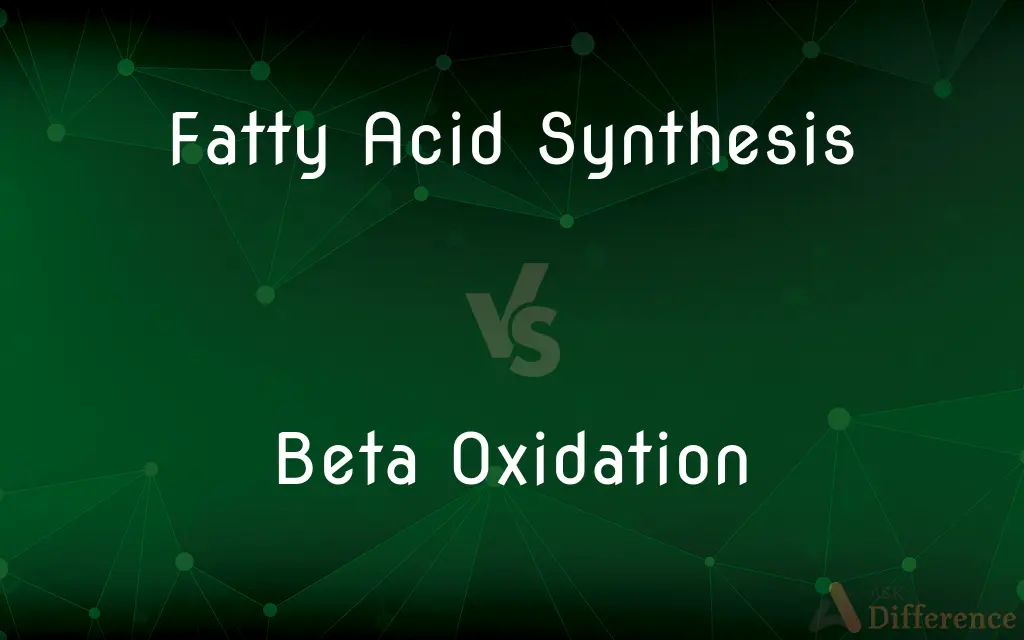 Fatty Acid Synthesis vs. Beta Oxidation — What's the Difference?