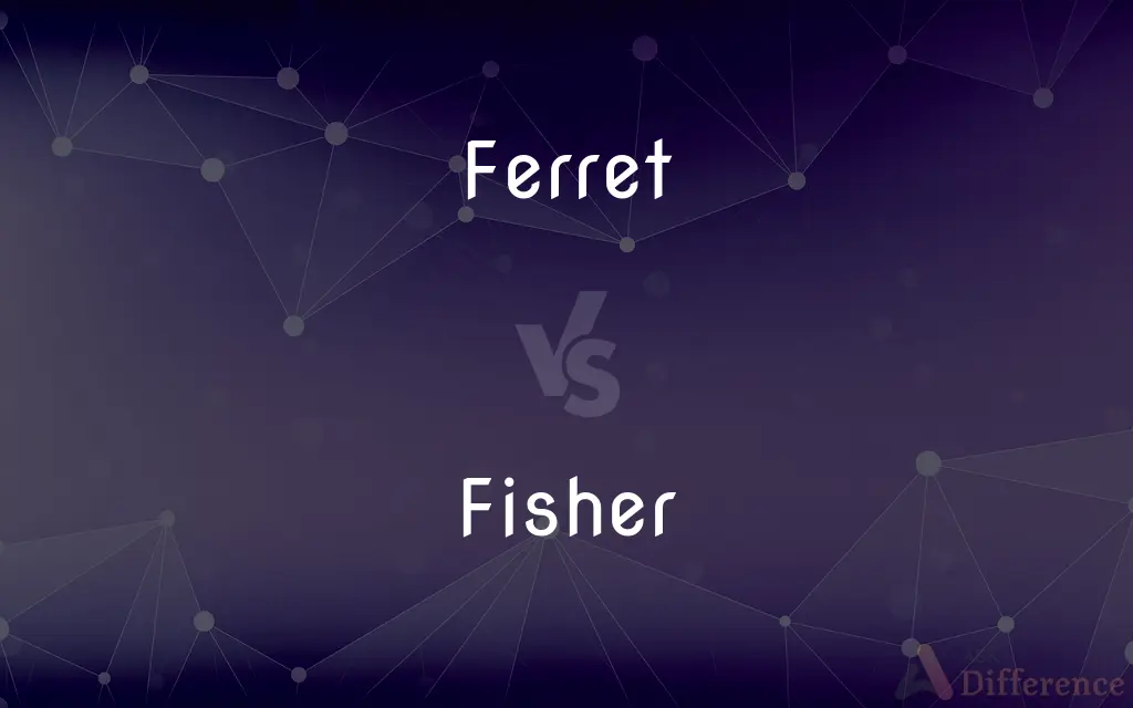Ferret vs. Fisher — What's the Difference?