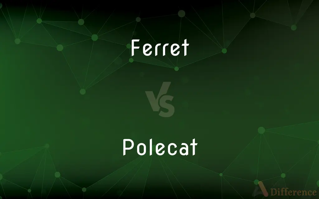 Ferret vs. Polecat — What's the Difference?