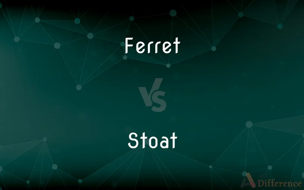 Ferret vs. Stoat — What's the Difference?
