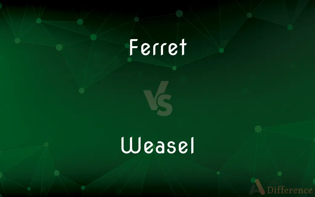 Ferret vs. Weasel — What's the Difference?