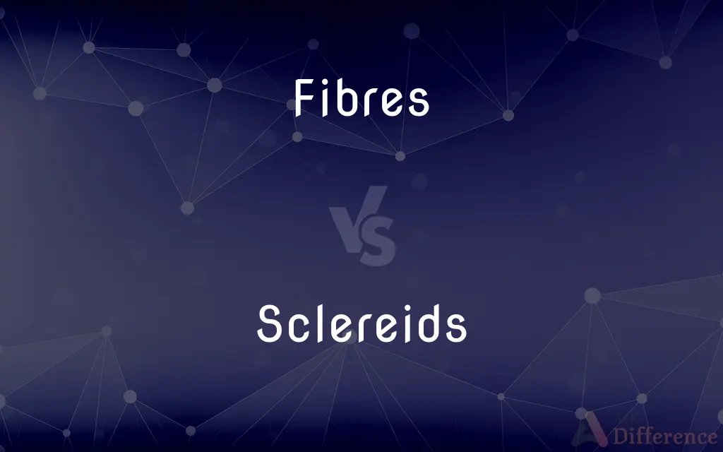 Fibres vs. Sclereids — What's the Difference?