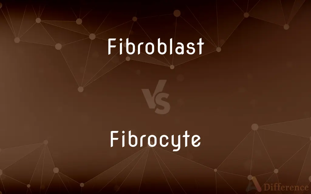 Fibroblast vs. Fibrocyte — What's the Difference?