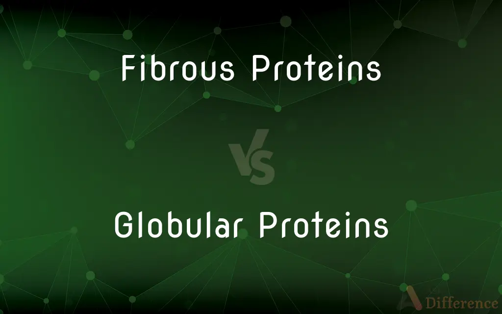 Fibrous Proteins vs. Globular Proteins — What's the Difference?
